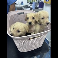 Goldendoodle - Both