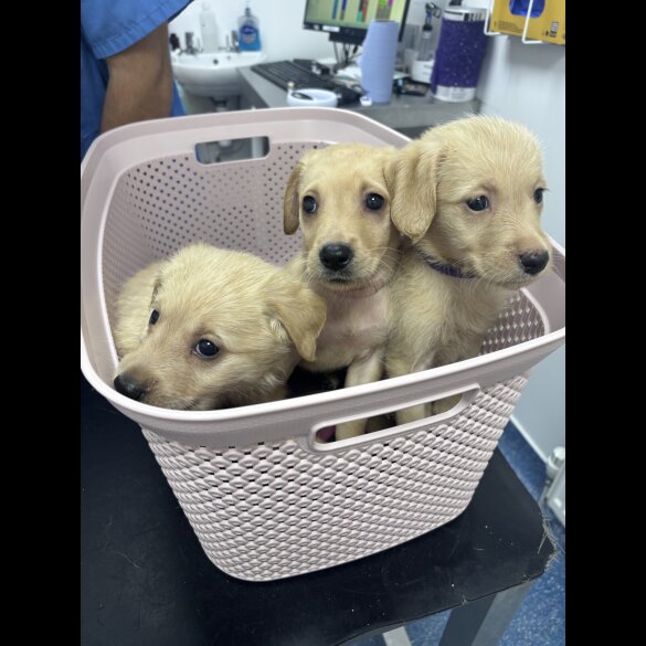 Goldendoodle - Both