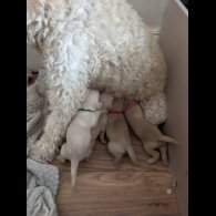 Goldendoodle - Both