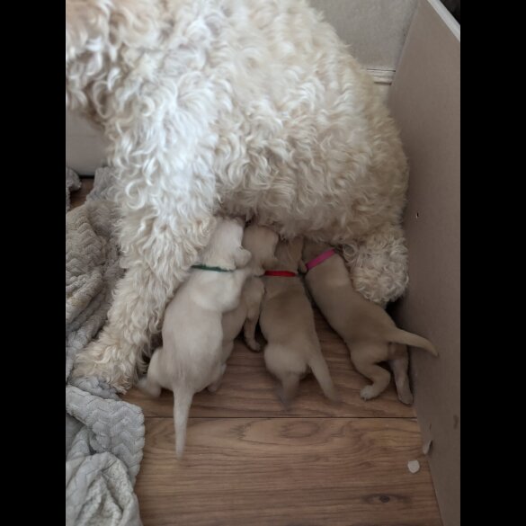 Goldendoodle - Both