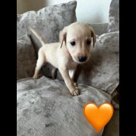 Goldendoodle - Both