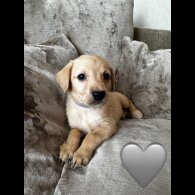 Goldendoodle - Both
