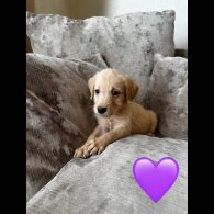 Goldendoodle - Both