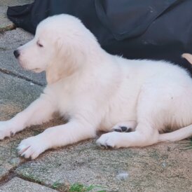 Golden Retriever - Dogs