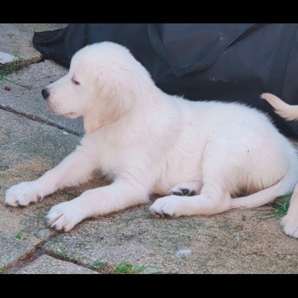 Golden Retriever - Dogs