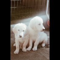 Golden Retriever - Dogs