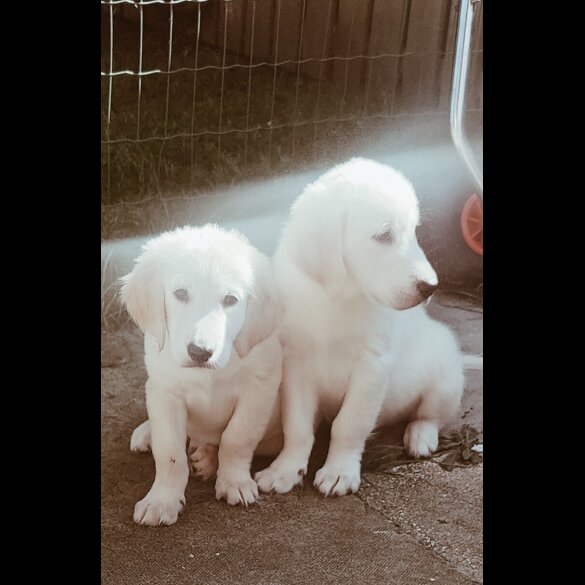 Golden Retriever - Dogs