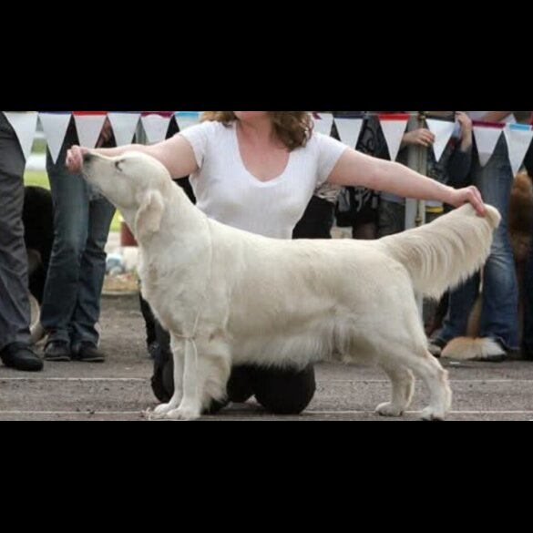 Golden Retriever - Dogs