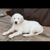 Golden Retriever - Dogs