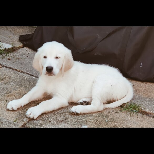 Golden Retriever - Dogs