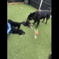 Golden Retriever - Both