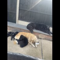 Golden Retriever - Both