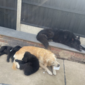 Golden Retriever - Both