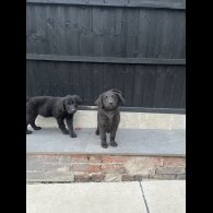 Golden Retriever - Both