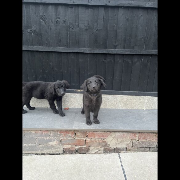 Golden Retriever - Both