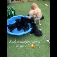 Golden Retriever - Both