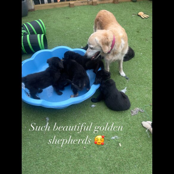 Golden Retriever - Both