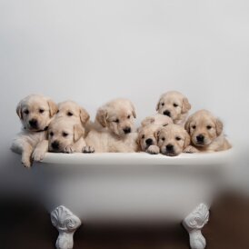 Golden Retriever - Both