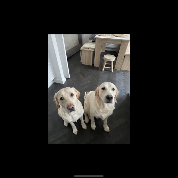 Golden Retriever - Both