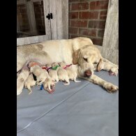 Golden Retriever - Both