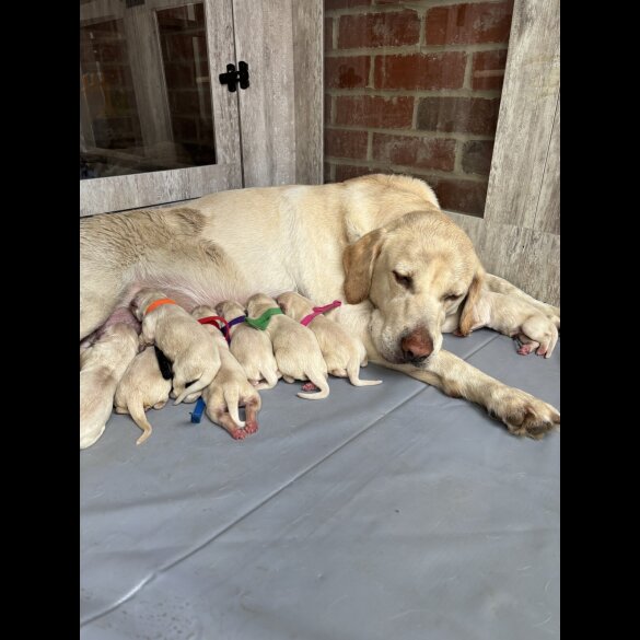 Golden Retriever - Both
