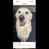 Golden Retriever - Both