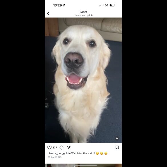 Golden Retriever - Both