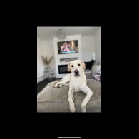 Golden Retriever - Both