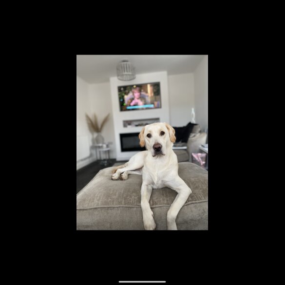 Golden Retriever - Both