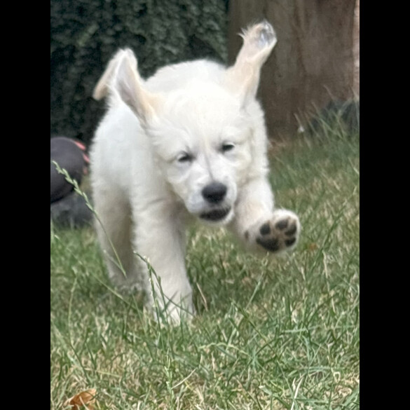 Golden Retriever - Both