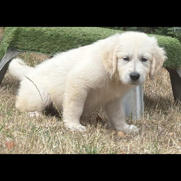 Golden Retriever - Both