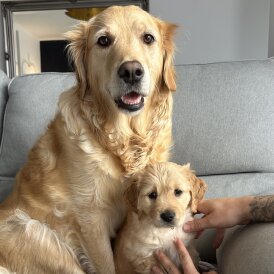 Golden Retriever - Bitches