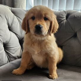Golden Retriever - Both
