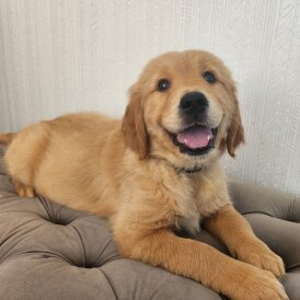 Golden Retriever - Both
