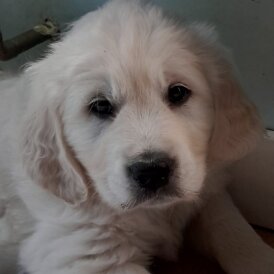 Golden Retriever - Both