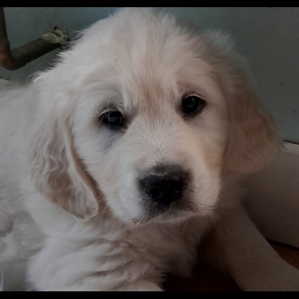 Golden Retriever - Both