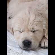 Golden Retriever - Both
