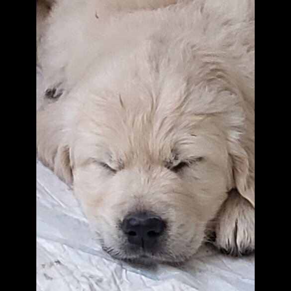 Golden Retriever - Both
