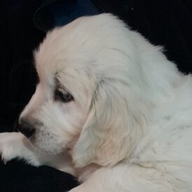 Golden Retriever - Both