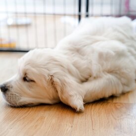 Golden Retriever - Dogs