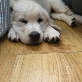 Golden Retriever - Dogs