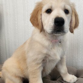 Golden Retriever - Both