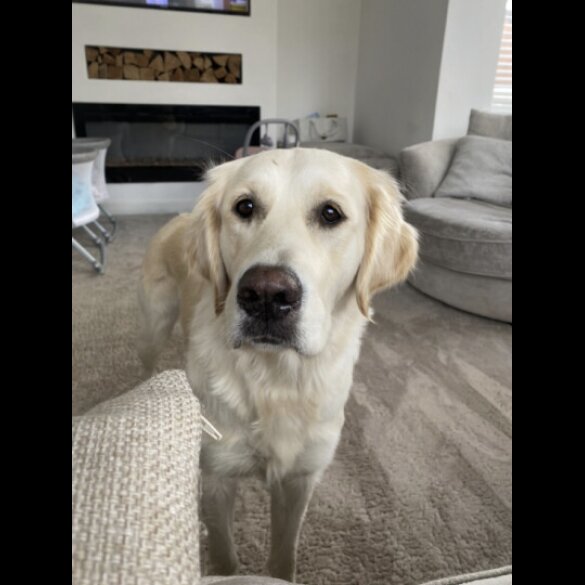 Golden Retriever - Both