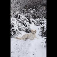 Golden Retriever - Both