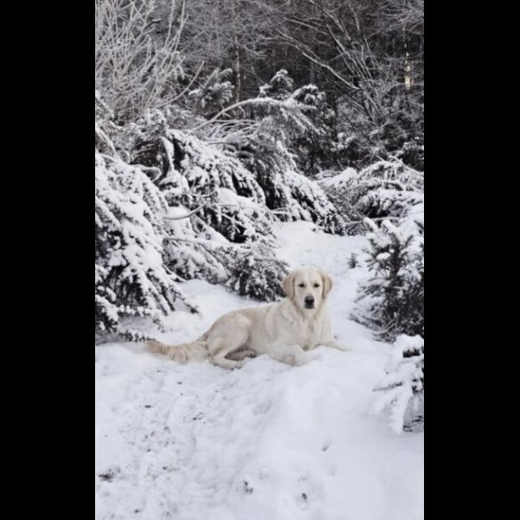 Golden Retriever - Both