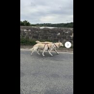 Golden Retriever - Both