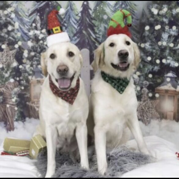 Golden Retriever - Both
