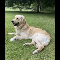 Golden Retriever - Both