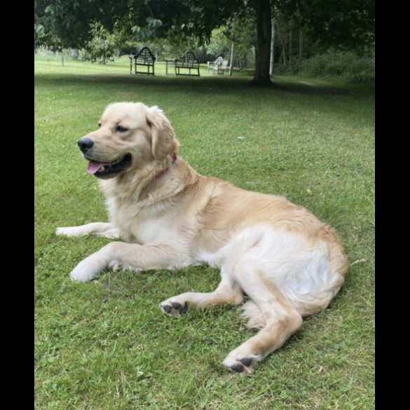 Golden Retriever - Both