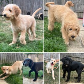 Goldendoodle - Both